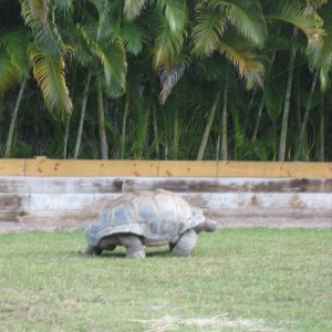 ALDABRA BREEDER