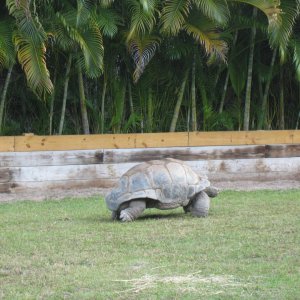 ALDABRA BREEDER