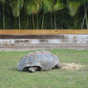 ALDABRA BREEDER