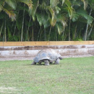 ALDABRA BREEDER