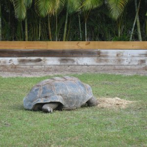 ALDABRA BREEDER