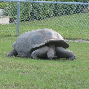 ALDABRA BREEDER