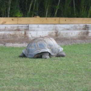 ALDABRA BREEDER