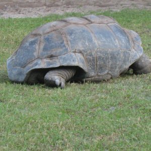 ALDABRA BREEDER