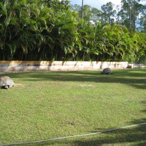 ALDABRA BREEDER