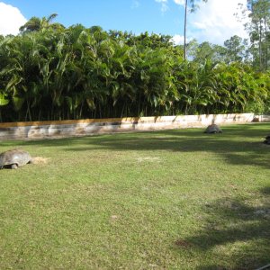 ALDABRA BREEDER