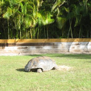 ALDABRA BREEDER