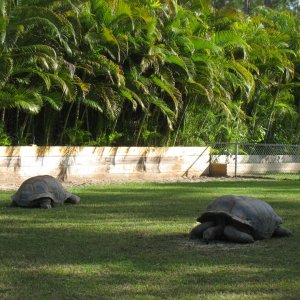 ALDABRA BREEDER