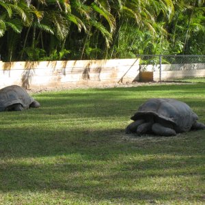 ALDABRA BREEDER