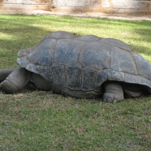 ALDABRA BREEDER