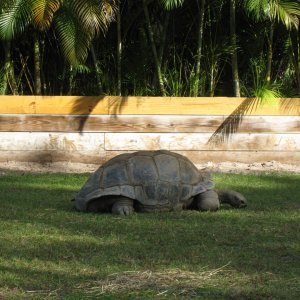 ALDABRA BREEDER