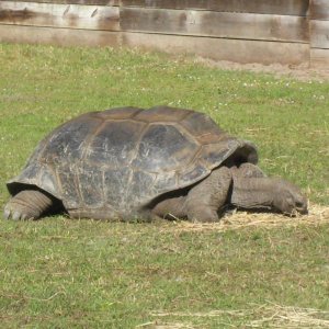 ALDABRA BREEDER