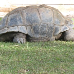 ALDABRA BREEDER