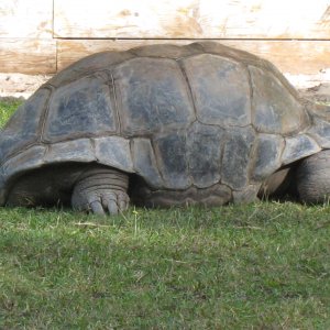 ALDABRA BREEDER