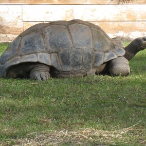 ALDABRA BREEDER