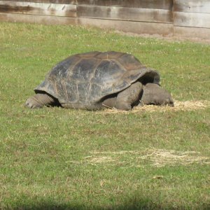 ALDABRA BREEDER