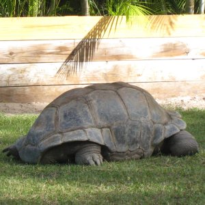 ALDABRA BREEDER