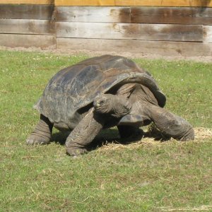 ALDABRA BREEDER