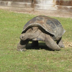 ALDABRA BREEDER