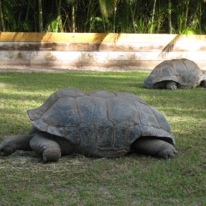 ALDABRA BREEDER