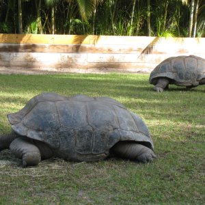 ALDABRA BREEDER