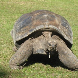 ALDABRA BREEDER