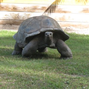ALDABRA BREEDER