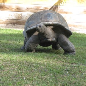 ALDABRA BREEDER