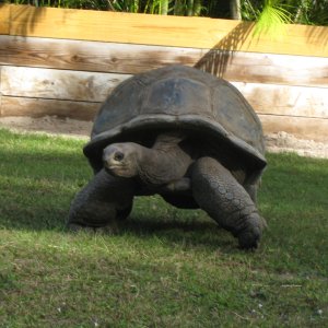 ALDABRA BREEDER