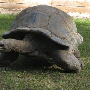ALDABRA BREEDER