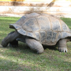 ALDABRA BREEDER