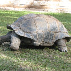 ALDABRA BREEDER