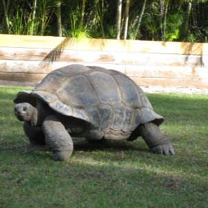 ALDABRA BREEDER