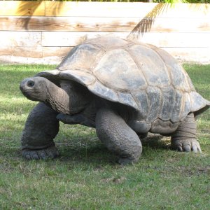 ALDABRA BREEDER