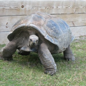 ALDABRA BREEDER