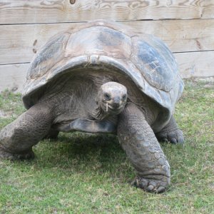 ALDABRA BREEDER