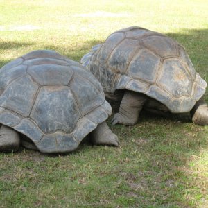 ALDABRA BREEDER