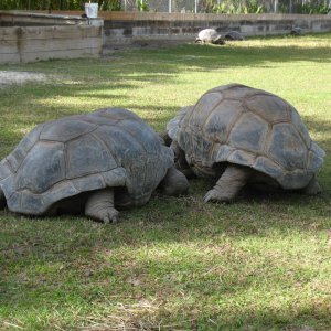 ALDABRA BREEDER