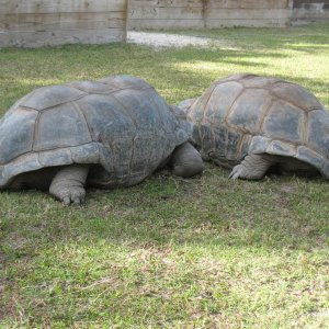 ALDABRA BREEDER