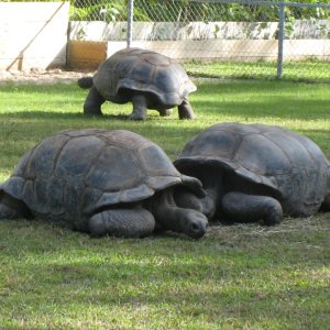 ALDABRA BREEDER