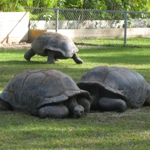 ALDABRA BREEDER
