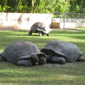 ALDABRA BREEDER