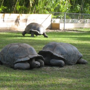 ALDABRA BREEDER
