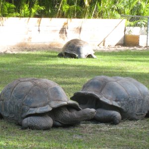 ALDABRA BREEDER