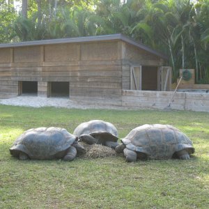 ALDABRA BREEDER