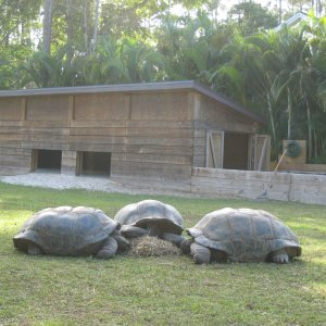ALDABRA BREEDER