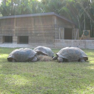 ALDABRA BREEDER