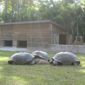 ALDABRA BREEDER