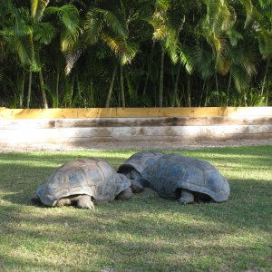 ALDABRA BREEDER