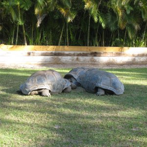 ALDABRA BREEDER